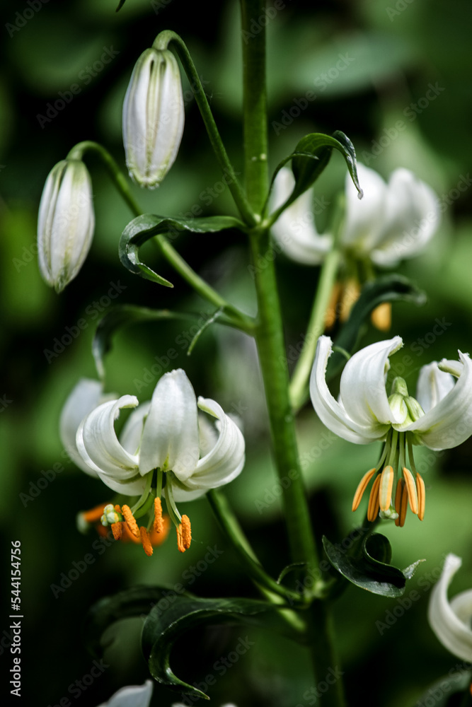 Fototapeta premium Mantagon lily (Lilium martagon) in the field