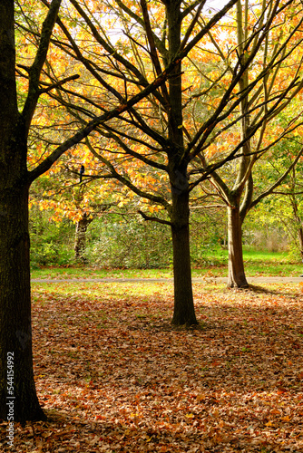 Fallen leaves autumnal colours in Regent s Park  London