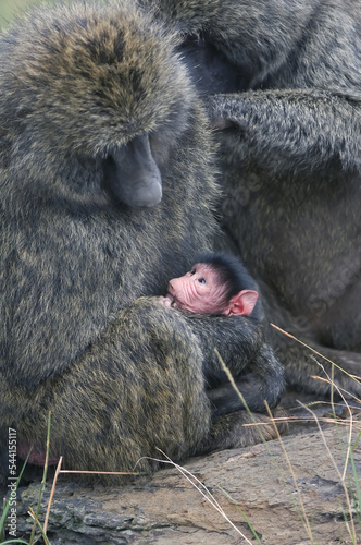 Baby Savanna Baboon with its mother (Papio cynocephalus), Masai Mara, Kenya, East Africa photo