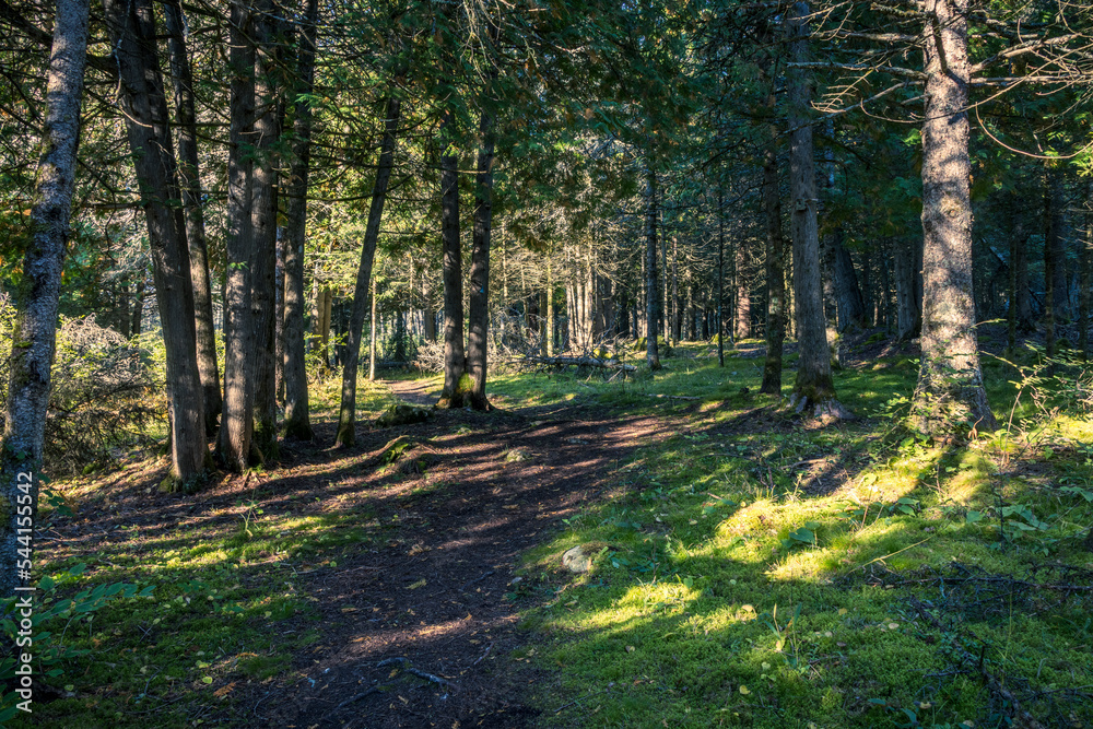 Fototapeta premium Sunlight Forest