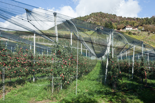 Φωτογραφία hailstorm protection grids over an apple orchard in South Tirol