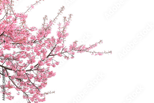 Fotótapéta pink cherry blossom