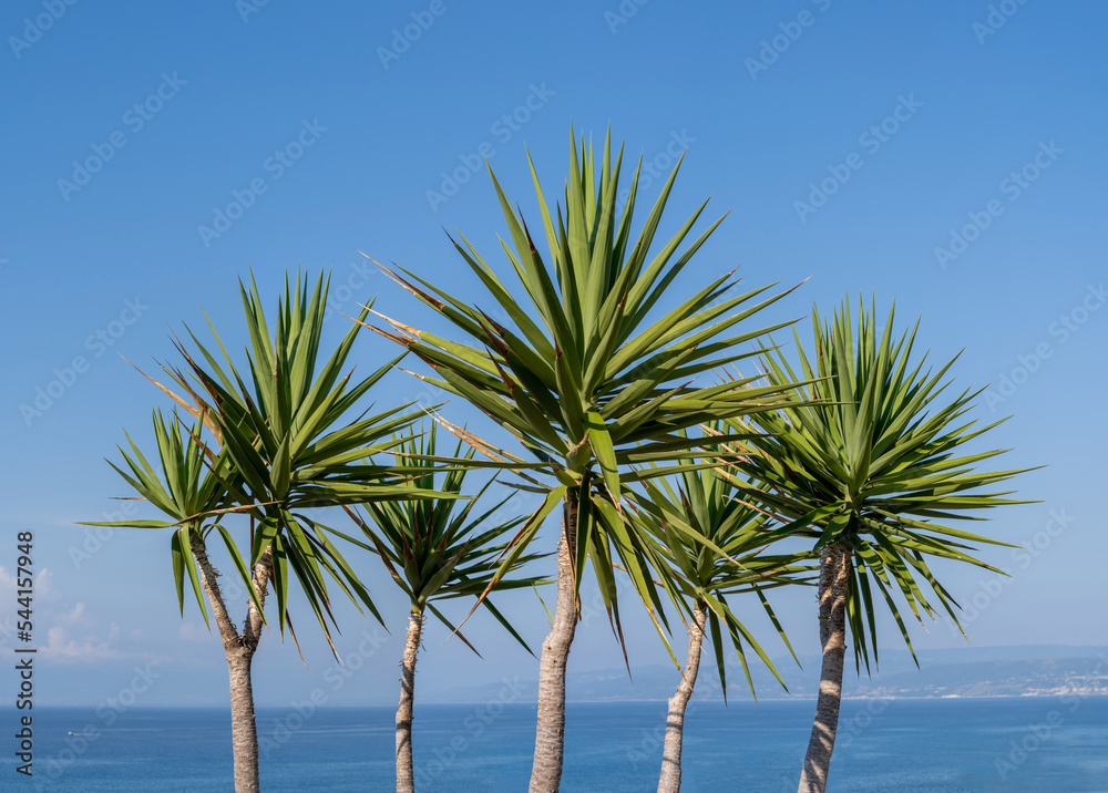 Fototapeta premium Palm trees against blue sky on sunny summer day, Calabria seaside, Southern Italy
