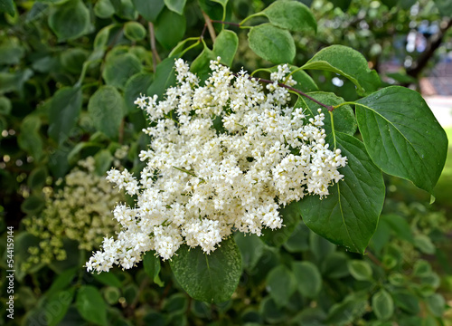 The white inflorescence of the Amur lilac (Syringa amurensis Rupr.) photo