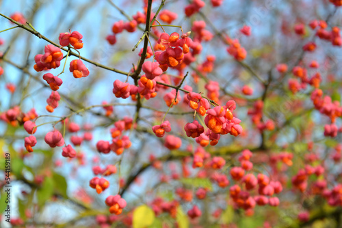 The fruits of the European spindle tree (Euonymus europaeus L.). Autumn photo