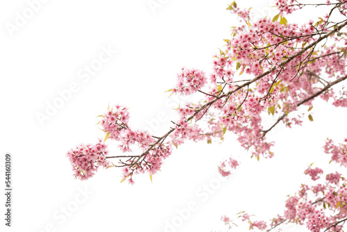 Print op canvas pink cherry blossom