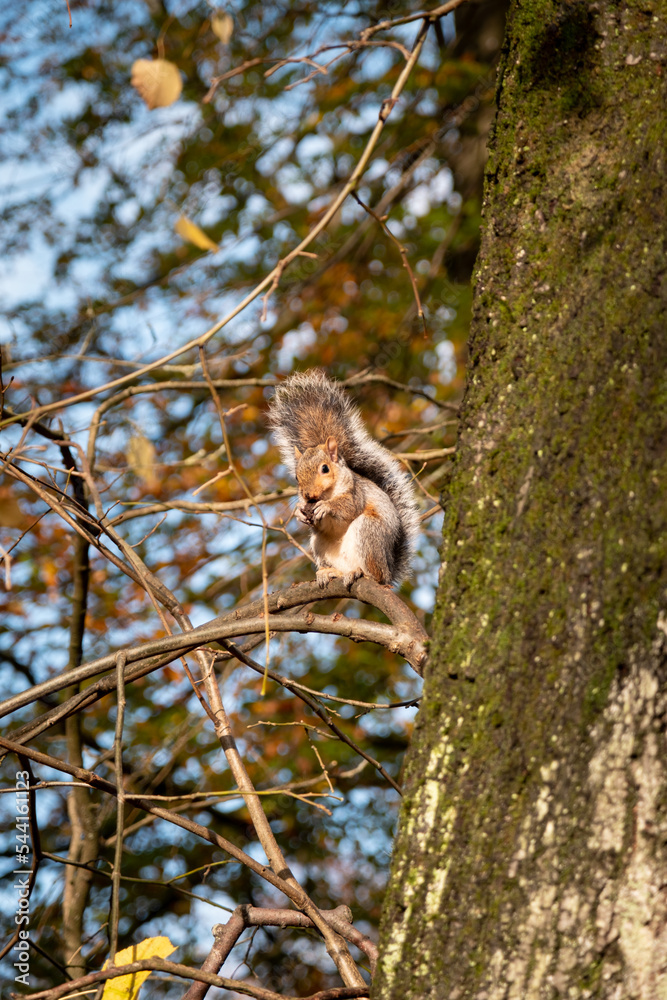 Obraz premium squirrel in the tree