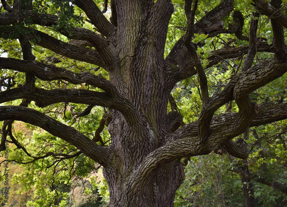 Wonderful sprawling tree in the park Wonderful sprawling tree in the park
