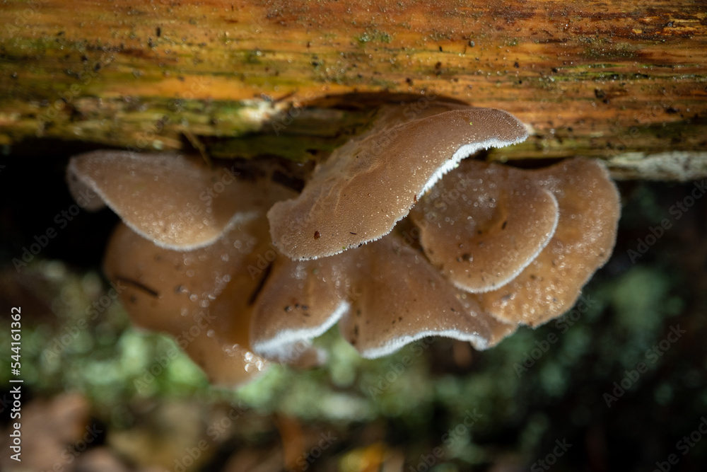 Fototapeta premium Jelly tooth fungus in Scotland