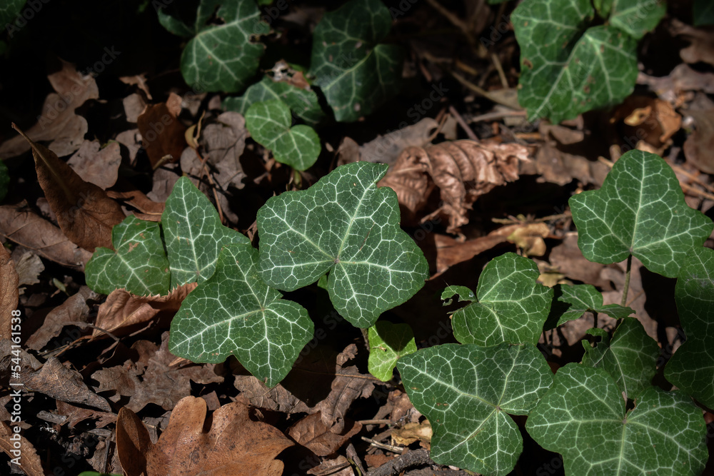 Wonderful green ivy among the withered leaves Wonderful green ivy among the withered leaves
