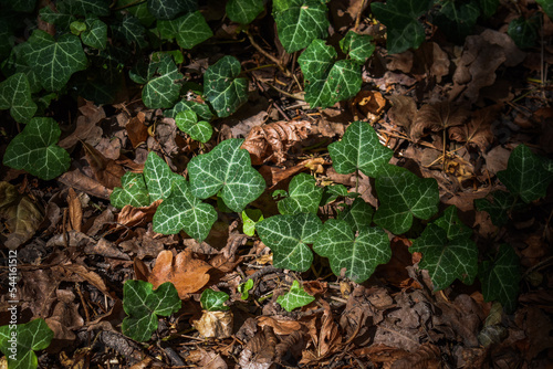 Wonderful green ivy among the withered leaves