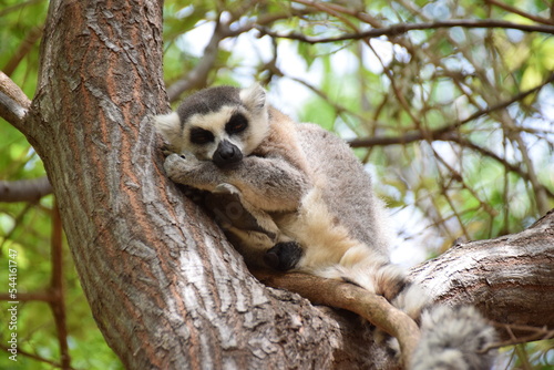Anja Community Reserve, Madagascar: Ring-tailed lemur