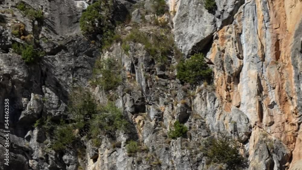 a Spanish Griffon vulture (Eurasion griffon, Gyps fulvus) riding updrafts in a rocky mountain gorge, Pyrenees, Spain a Spanish Griffon vulture (Eurasion griffon, Gyps fulvus) riding updrafts in a rocky mountain gorge, Pyrenees, Spain