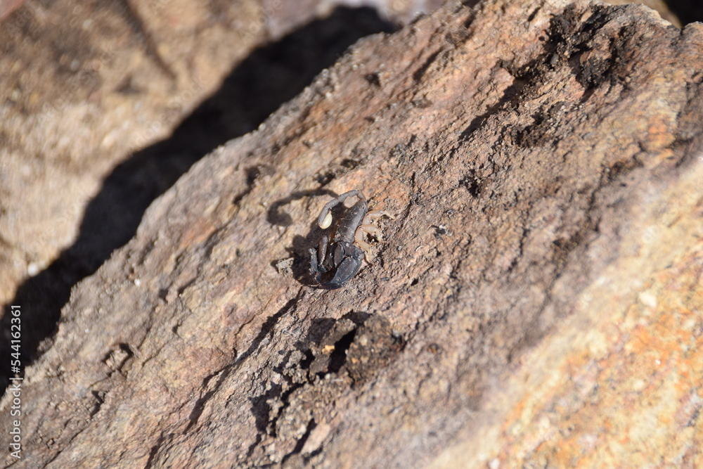 Isalo National Park, Madagascar: Scorpion Isalo National Park, Madagascar: Scorpion
