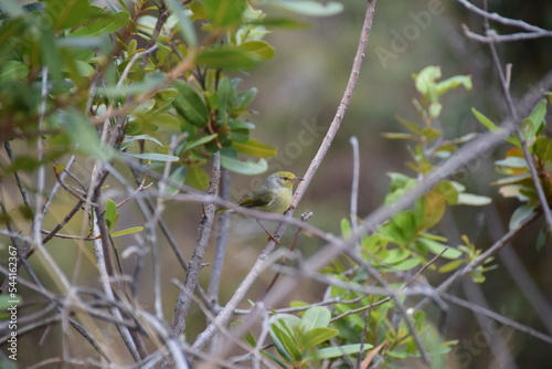 Isalo National Park, Madagascar: Common Jery photo