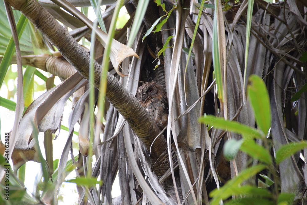 Isalo National Park, Madagascar: Madagascar scops owl Isalo National Park, Madagascar: Madagascar scops owl