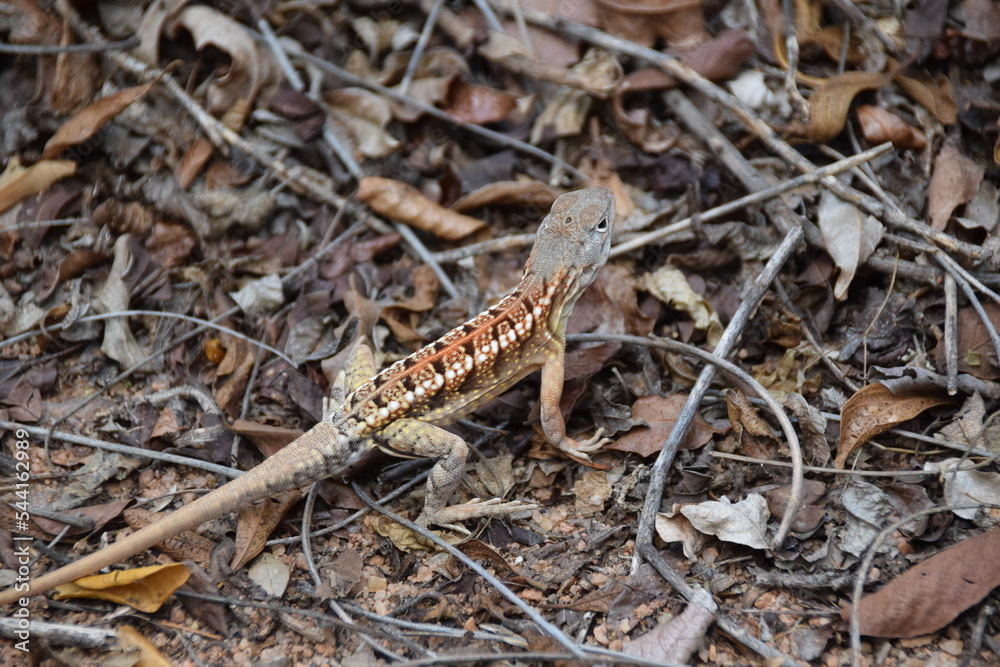 Naklejka premium Madagascar: Three-eyed iguana in the Zombitse-Vohibasia National Park