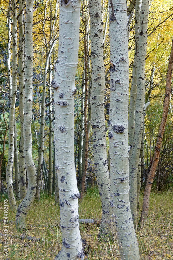 Obraz premium close up of Aspen tree trunks in Autumn