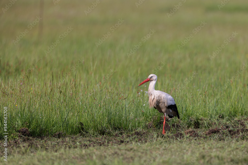 White stork (Ciconia ciconia) searching for food in spring on a meadow in the nature protection area Moenchbruch near Frankfurt, Germany.