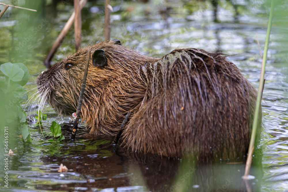 Nutria (Myocastor coypus) sitting at a lake in the nature protection area Moenchbruch near Frankfurt, Germany. Nutria (Myocastor coypus) sitting at a lake in the nature protection area Moenchbruch near Frankfurt, Germany.