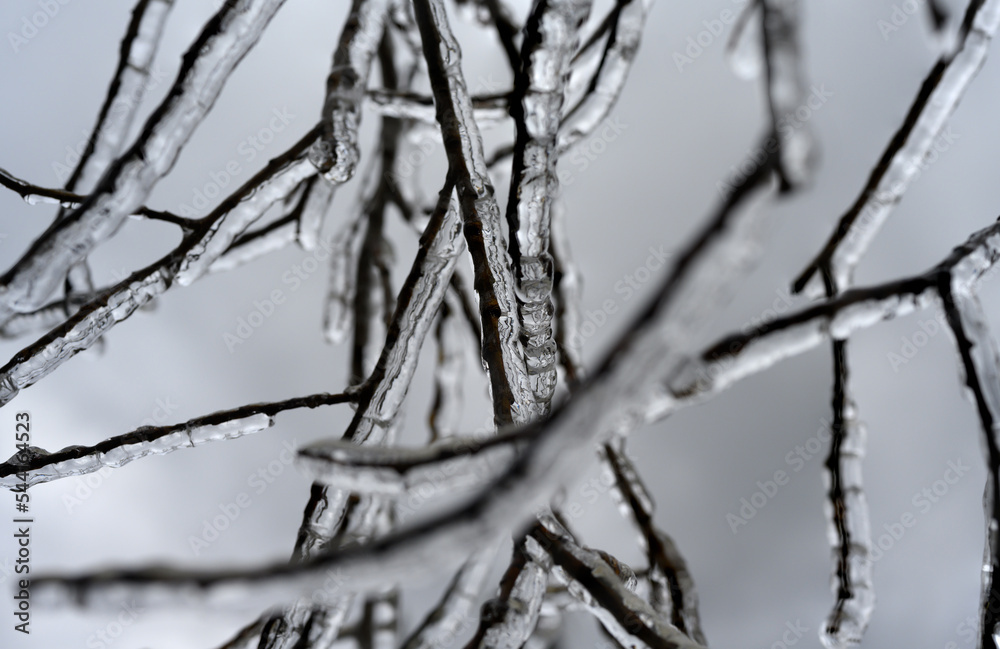 Branches covered in clear ice and freezing rain with a background of grey clouds
Branches covered in clear ice and freezing rain with a background of grey clouds