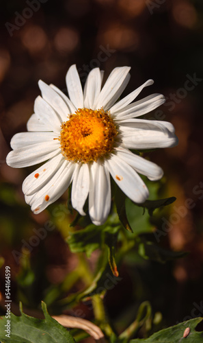 Large white chamomile with a yellow center and green leaves on a brown background.