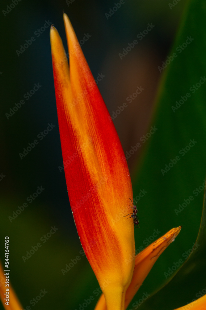 Obraz premium Close up photo of a tropical flower (Heliconia) from Costa Rica. An ant climbing the flower. Orange, red and green colors. Flora tropical countries.