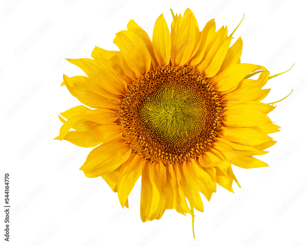 Fototapeta premium słonecznik png, kwiat na przezroczystym tle