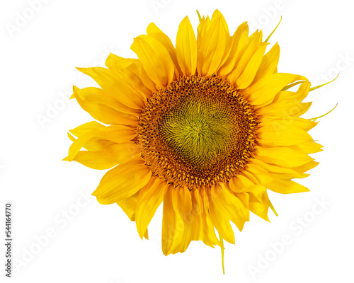 Fototapeta Naklejka Na Ścianę i Meble -  słonecznik png, kwiat na przezroczystym tle