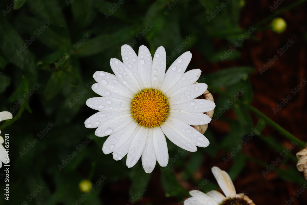 Obraz premium white daisy flower