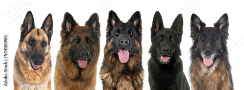 Tableau sur toile german shepherds in studio