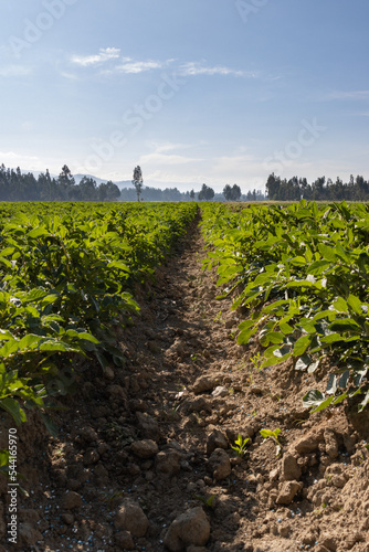 campo de cultivo de papa orgánica, hojas verdes, arboles y cielo azul  photo