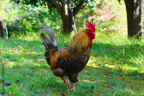 rooster on the farm