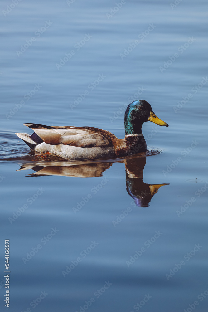 Obraz premium duck on the water