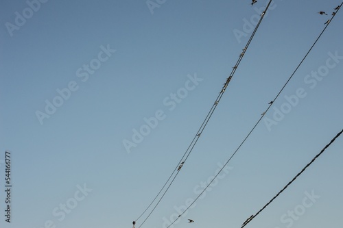 Birds swallows swifts sit on electric wires against blue sky