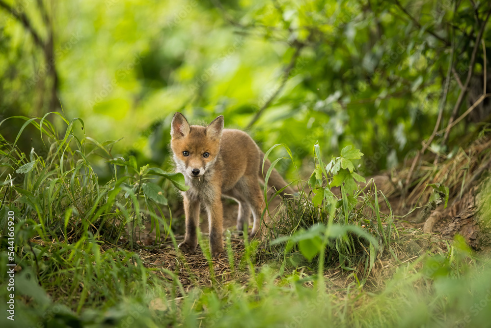Young red fox, vulpes vulpes, standing in forest in springtime nature. Immature orange mammal looking to the camera in woodland. Little cub watching in wilderness. Young red fox, vulpes vulpes, standing in forest in springtime nature. Immature orange mammal looking to the camera in woodland. Little cub watching in wilderness.