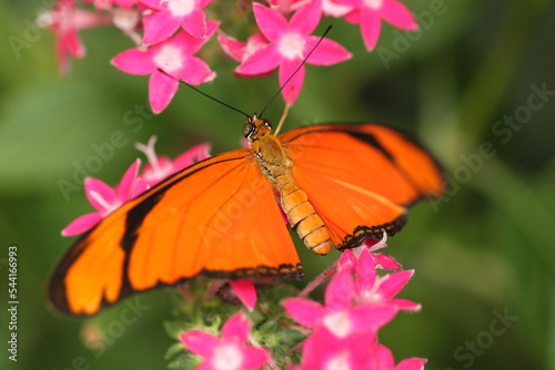 Julia Heliconian butterfly (Dryas iulia)