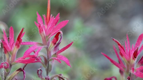 Red flowering terminal indeterminate racemose spike inflorescences of Castilleja Applegatei, Orobanchaceae, native perennial monoclinous herb in the San Emigdio Mountains, Transverse Ranges, Autumn. photo