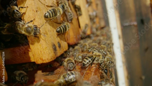 Bees crawl on frames with honey in the apiary, buzz and flap their wings photo