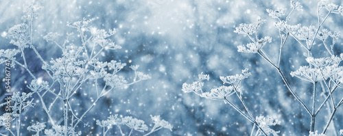 Atmospheric winter landscape with frost-covered dry plants on blurred background during snowfall