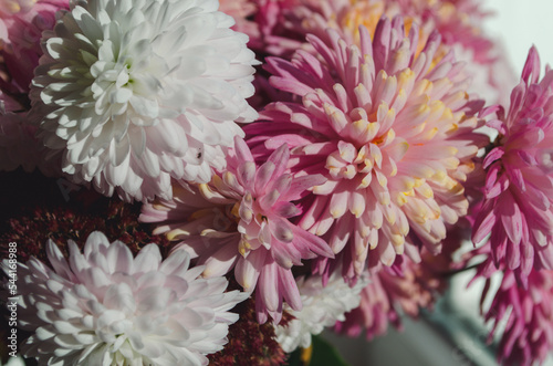 Fototapeta Naklejka Na Ścianę i Meble -  A close up photo of a bunch of dark pink chrysanthemum flowers with yellow centers and white tips on their petals.