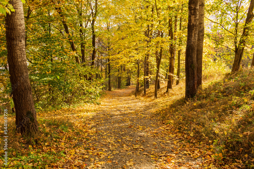 Pathway through the autumn park