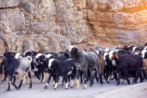 A herd of dark goats are returning from pasture to a farm along a mountain road.