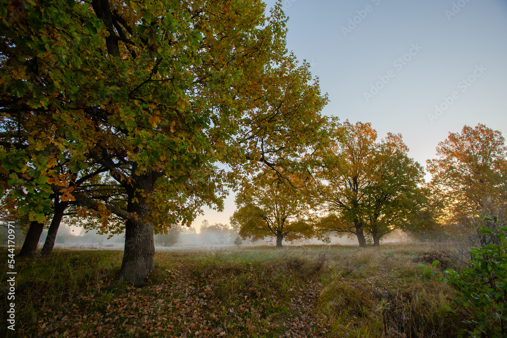 Fototapeta premium oak trees giants on a summer foggy morning.
