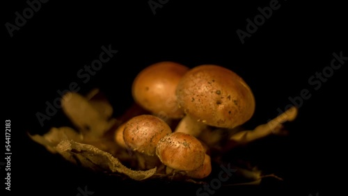 Armillaria mellea, commonly known as honey fungus - a basidiomycete fungus in the genus Armillaria photo