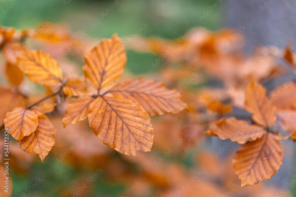 Yellow autumn leaves on a tree in the forest, macro shot.