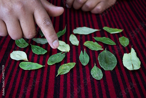 The hand of the indigenous, jilata, yatiri, shaman, interpreting the reading of the traditional coca leaf. Traditional and ancient practice in the Andean zone of Latin America. positive and negative photo