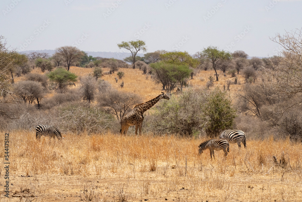 Zebras and a Giraffe in Tanzania Zebras and a Giraffe in Tanzania