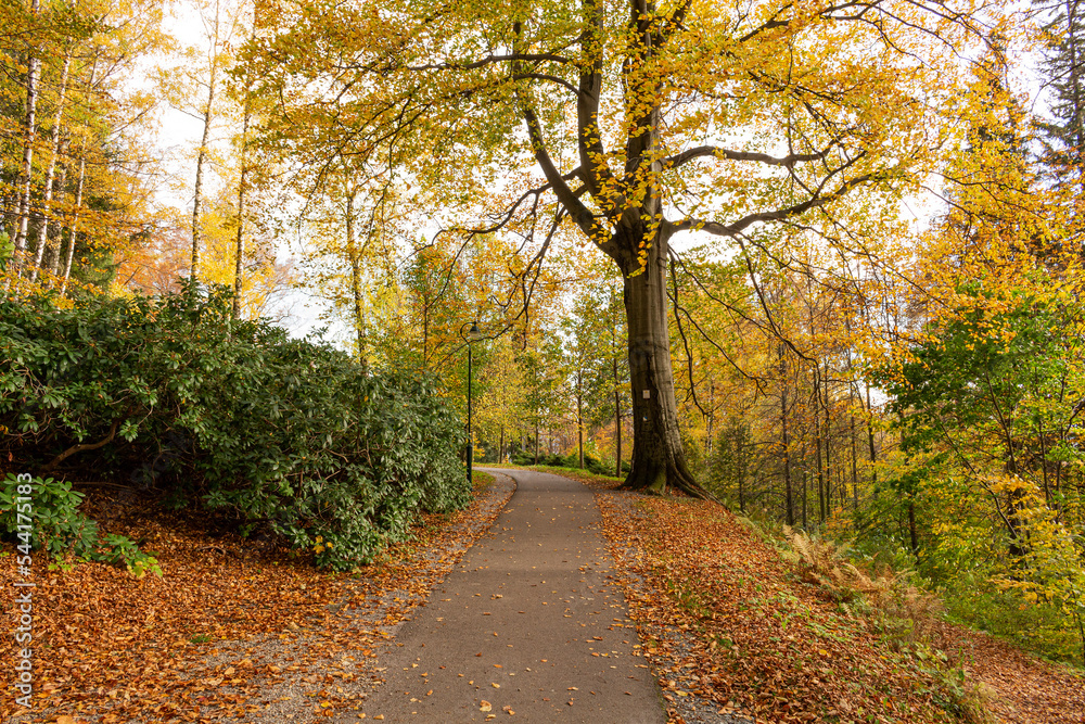 Mysterious path full of roots in the middle of wooden coniferous forrest, surrounded by green bushes and leaves Mysterious path full of roots in the middle of wooden coniferous forrest, surrounded by green bushes and leaves