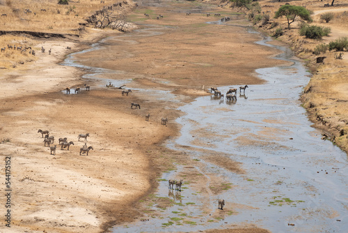Zebras and Elands on a Riverbed in Tanzania